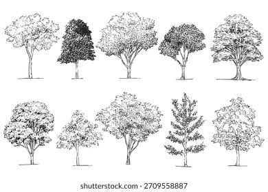 Sammlung verschiedener Laubbäume. Satz von Laubbäumen Silhouetten einzeln. Naturelemente. Kunstdesign. Baum-Skizzenvektor.
