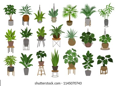 collection of different decor house indoor garden plants in pots and stands graphic set