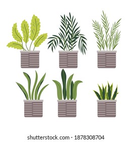 Collection of different decoration house indoor garden potted plants
