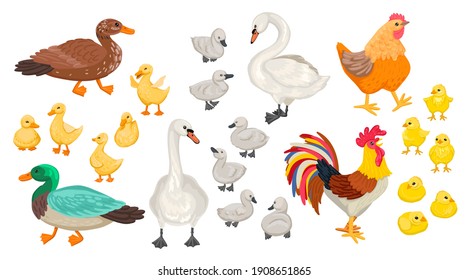 Collection Of Different Domestic Birds. Geese, Chickens, Swans. Cubs And Adults. Rooster, Ducklings, And Others. Vector Flat Cartoon Style Illustration.