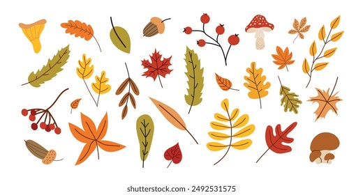 Collection of different fall leaves and mushrooms. Autumn season. Vector set of leaves. White isolated background. Elements for scrapbooking. 