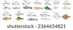 Collection of different fish. Flat and outline design. Hand drawn icons. Organic healthy food. Hand drawn vector illustrations on white background.