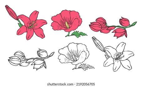 Collection of different flowers, hibiscus, lily, vector outline, hand drawing.