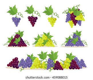 Collection of different grapes sorts. Fruit for preparation check elite vintage strong wine. Bunch or cluster of grapes. Grapery racemation. Part of series of viniculture production items. Vector