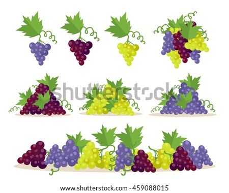 Collection of different grapes sorts. Fruit for preparation check elite vintage strong wine. Bunch or cluster of grapes. Grapery racemation. Part of series of viniculture production items. Vector