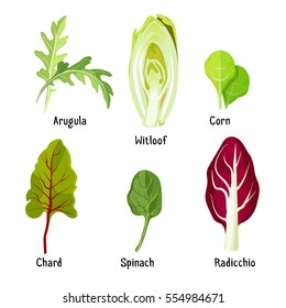 Collection of different herb plants. Arugula and witloof, green corn with chard, spinach near radicchio with inscriptions beneath on white. Vector illustrations of healthy ingredients for salads.