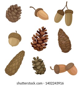 Collection of different images of acorns and cones. Vector illustration on white background.