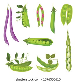 Collection of different images of pea pods and beans. Vector illustration on white background.