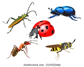 Sammlung verschiedener Insekten, Ladybug, Biene, Ameise, Käfer.Vektorgrafik.
