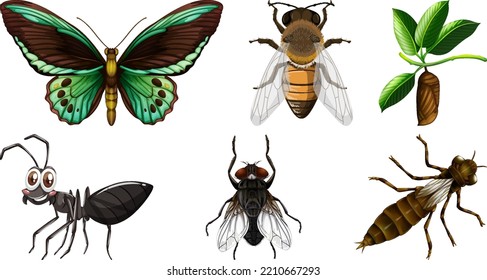 Collection of different insects vector illustration