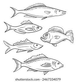 Collection of different kind of fish salmon, milkfish, barracudas, carp, grouper, catfish, in black isolated on white background. Hand drawn vector sketch illustration in doodle engraved vintage.