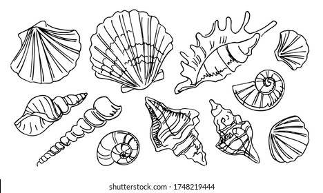 Colección de diferentes tipos de conchas, dibujo a mano libre línea negra sobre fondo blanco