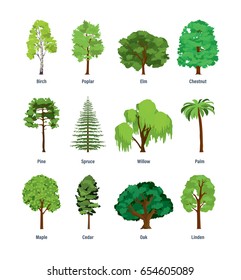 Collection of different kinds of trees: birch, poplar, elm, chestnut, pine, spruce, willow, palm, maple, cedar, oak, linden. Vector illustration isolated on white background.