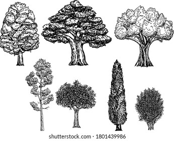 Collection of different kinds of trees. Vector illustration isolated on white background. Trees hand drawn Sketch illustration.