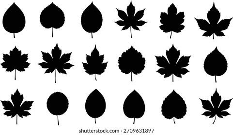 Colección de diferentes siluetas de hojas aisladas sobre fondo transparente