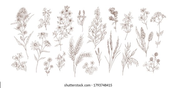 Collection of different medical herbs, treatment plant, meadow flowers in detailed realistic style. Set of hand drawn outline botanical wildflowers vector illustration isolated on white background