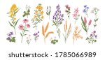 Collection of different medical herbs, wild flower or treatment plants in realistic, natural style. Botanical, decorative wildflowers. Flat vector hand drawn illustration isolated on white background
