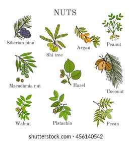 Collection of different nut branches. Hand drawn botanical vector illustration.