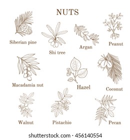 Collection of different nut branches. Hand drawn botanical vector illustration.