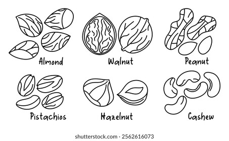 Collection of different nuts, outline. Peanut, walnut, hazelnut, pistachio, almond and cashew. Concept of healthy food. Products for snack. Line icons. Hand drawn sketches, doodle, vector illustration