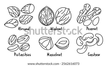 Collection of different nuts, outline. Peanut, walnut, hazelnut, pistachio, almond and cashew. Concept of healthy food. Products for snack. Line icons. Hand drawn sketches, doodle, vector illustration