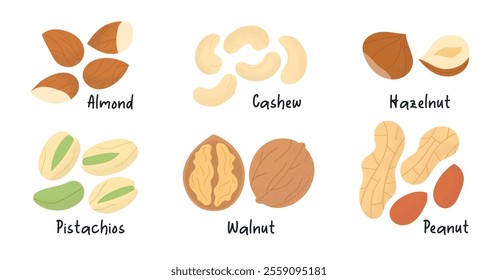 Collection of different nuts. Peanut, walnut, hazelnut, pistachio, almond and cashew. Concept of healthy food. Products for snack. Vector flat illustration.