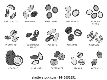 Collection of different nuts vector editable line flat illustration. Healthy nutrition and vitamin concept. Heaps of different nuts, walnuts, cashews, almonds isolated on white background