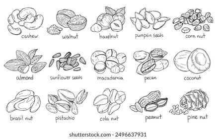 Colección de diferentes tuercas de Vector ilustración plana. Concepto de alimentación saludable. Varias nueces. EPS 10. Tuercas mixtas dibujadas a mano