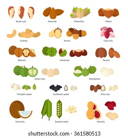 Collection of different nuts vector flat illustration. Healthy nutrition concept. Heaps of different nuts, walnuts, cashews and others isolated on white background