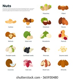 Collection of different nuts vector flat illustration. Healthy nutrition and vitamin concept. Heaps of different nuts, walnuts, cashews, almonds and others isolated on white background