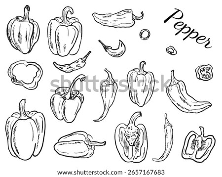 Collection of different pepper kinds, whole, half sliced in black brush stroke texture isolated on white. Hand drawn vector sketch illustration in vintage charcoal ink. Bell pepper, chili pepper