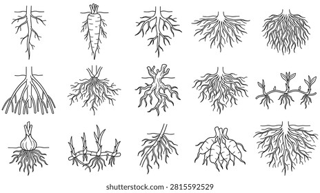 Collection of different plant roots, including taproots and fibrous roots, illustrated in line art. Agricultural and botanical study.