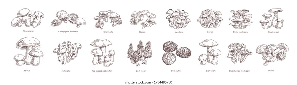 Collection different realistic edible mushrooms in monochrome style  Set various engraved seasonal fungi vector graphic illustration  Types vegetarian organic food