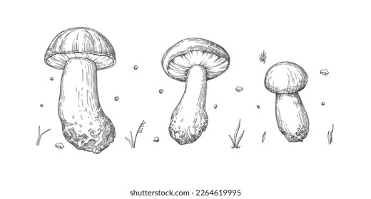 Collection of different realistic edible mushrooms in monochrome style. Set of various engraved seasonal fungi vector graphic illustration. Types of vegetarian organic food for your design.