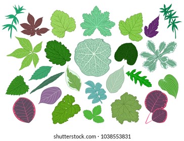 Collection of a different shaped leaves. Vector botanical illustration in vintage style. Colored design elements.