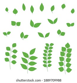 Collection of different shapes green tropical, forest, park tree leaves. Set green foliage. Pattern with green leaves of plants. Vector stock illustration on a white background.