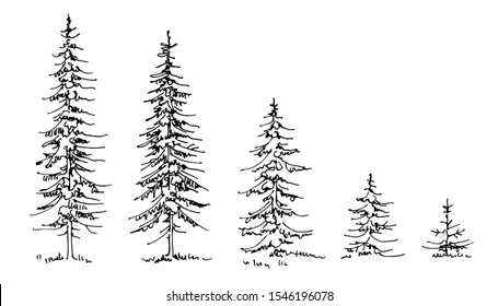 collection of different size fir trees hand-drawn doodle sketch black line on white background