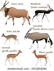 Collection of different species of antelopes in colour image: giant eland, blackbuck (indian antelope), gemsbok (south african oryx), kirk's dik-dik, gerenuk (giraffe gazelle), mhorr gazelle