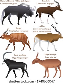 Collection of different species of antelopes in colour image: black wildebeest (white-tailed gnu), bontebok, bongo, addax (screwhorn antelope), sable antelope, saiga antelope