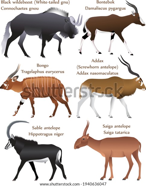 Collection Different Species Antelopes Colour Image Stock Vector ...