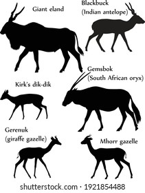 Sammlung verschiedener Arten von Antilopen in Silhouette: Riesenland, Schwarzbuck (indische Antilope), Gemsbok (südafrikanischer Oryx), Kirk's dik-dik, gerenuk (giraffe gazelle), mhorr gazelle