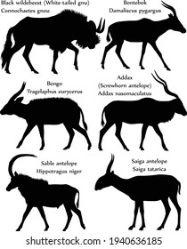 Collection of different species of antelopes in silhouette: black wildebeest (white-tailed gnu), bontebok, bongo, addax (screwhorn antelope), sable antelope, saiga antelope