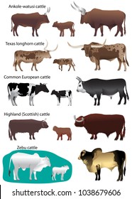 Collection of different species of cattle: common european, texas longhorn, highland (scottish), watusi (ankole-watusi), zebu