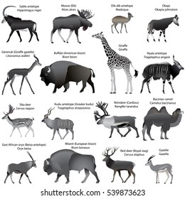 Collection of different species of even-toed ungulates animals