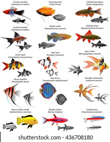 Freshwater Fish Species Images Stock Photos Vectors Shutterstock