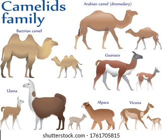 Collection Different Species Mammals Camel Family Stock Vector (Royalty ...