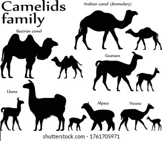 Collection of different species of mammals of camel family, adults and cubs, in silhouette: bactrian camel, arabian camel (dromedary), llama, alpaca, guanaco, vicuna