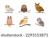 brown owl