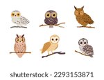 Collection of different species of owls wild forest birds, flat vector illustration isolated on white background. Owl and eagle-owl characters bundle.