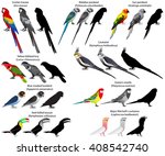 Collection of different species of parrots. Colour and black-and-white vector.